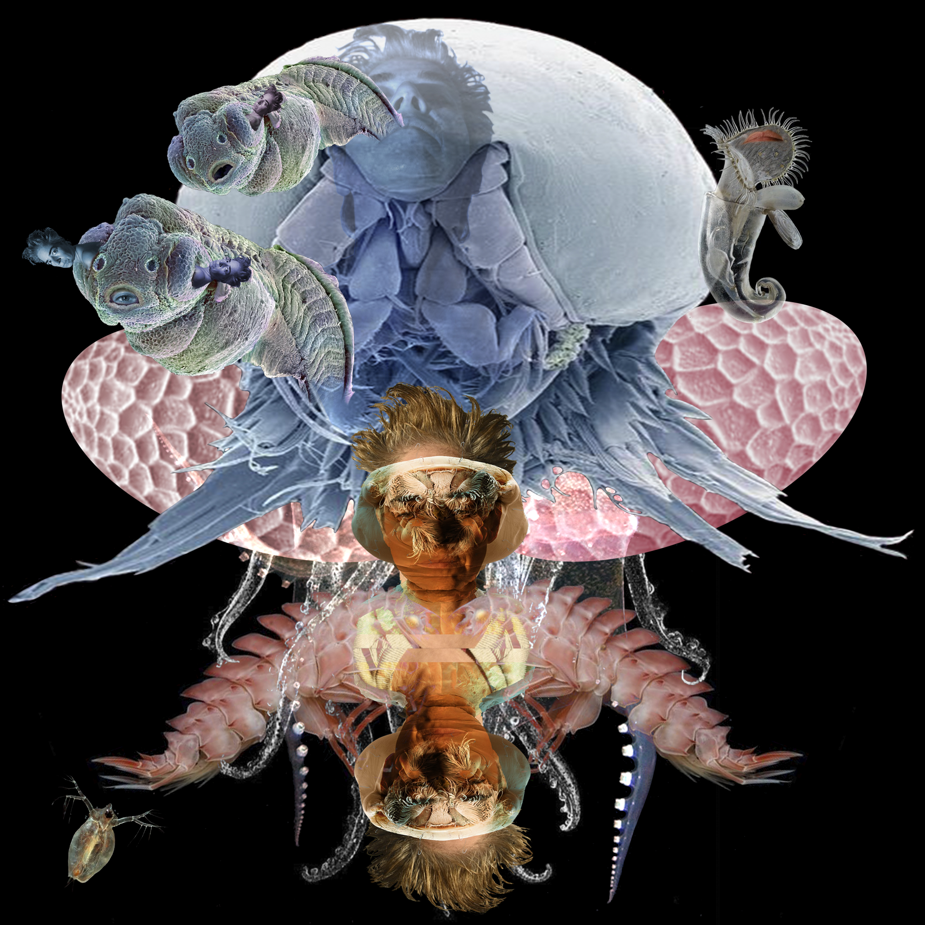 1 Orugas / Caterpillars, 2022
Collages digitales de imágenes de microscopio electrónico impresas en vinil y papelfotográficco, serie de 5. Digital collage  from electron microscope images. Vinyl and Photo prints, series of 5. 2 x 1, 2 x 2 m.
