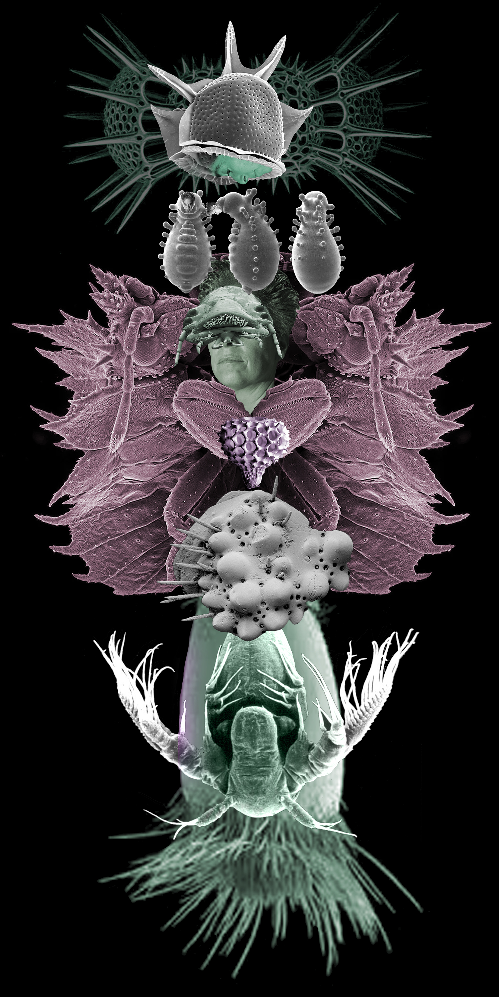 2 Orugas / Caterpillars, 2022
Collages digitales de imágenes de microscopio electrónico impresas en vinil y papelfotográficco, serie de 5. Digital collage  from electron microscope images. Vinyl and Photo prints, series of 5. 2 x 1, 2 x 2 m.