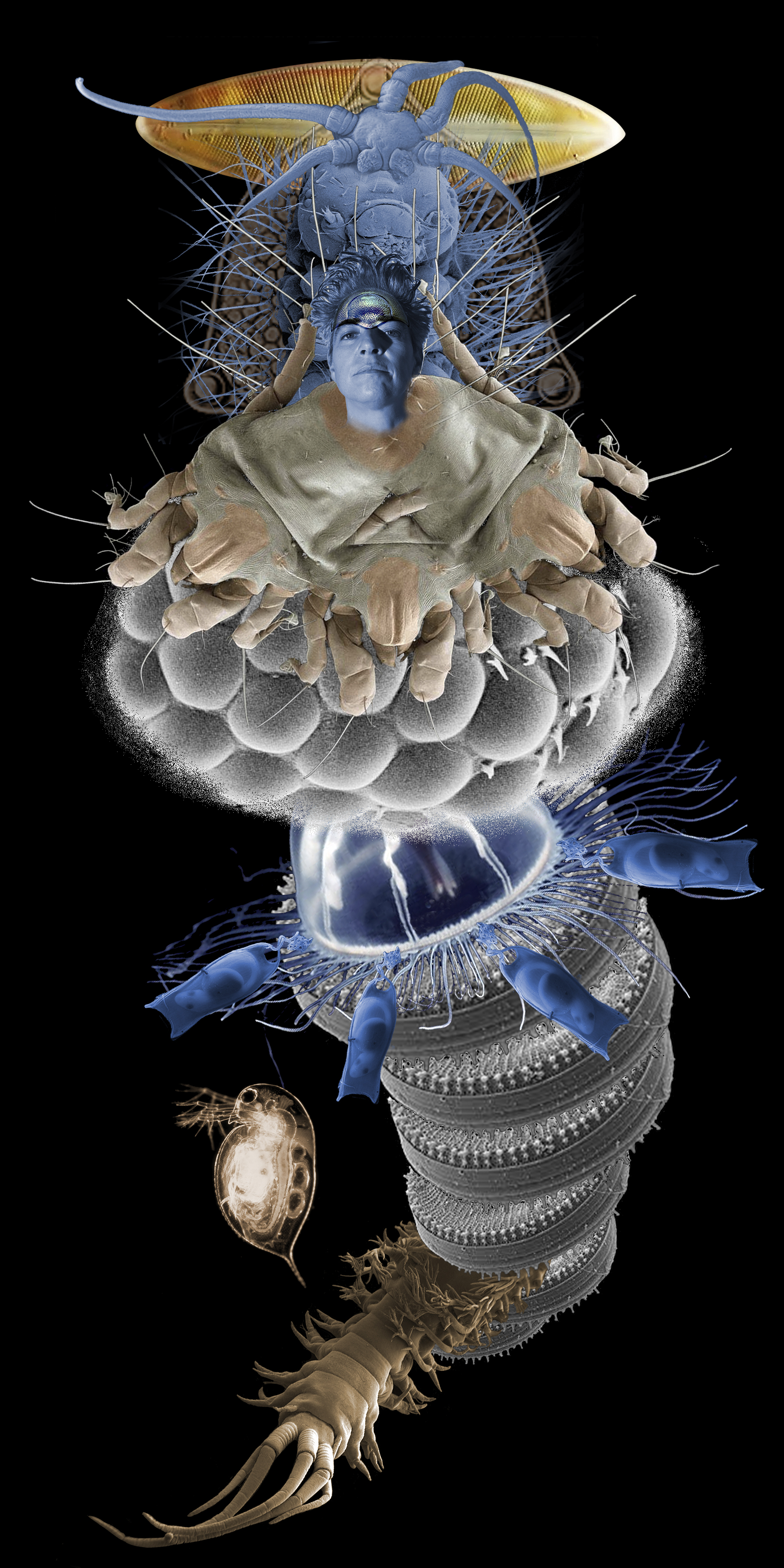 3 Orugas / Caterpillars, 2022
Collages digitales de imágenes de microscopio electrónico impresas en vinil y papelfotográficco, serie de 5. Digital collage  from electron microscope images. Vinyl and Photo prints, series of 5. 2 x 1, 2 x 2 m.