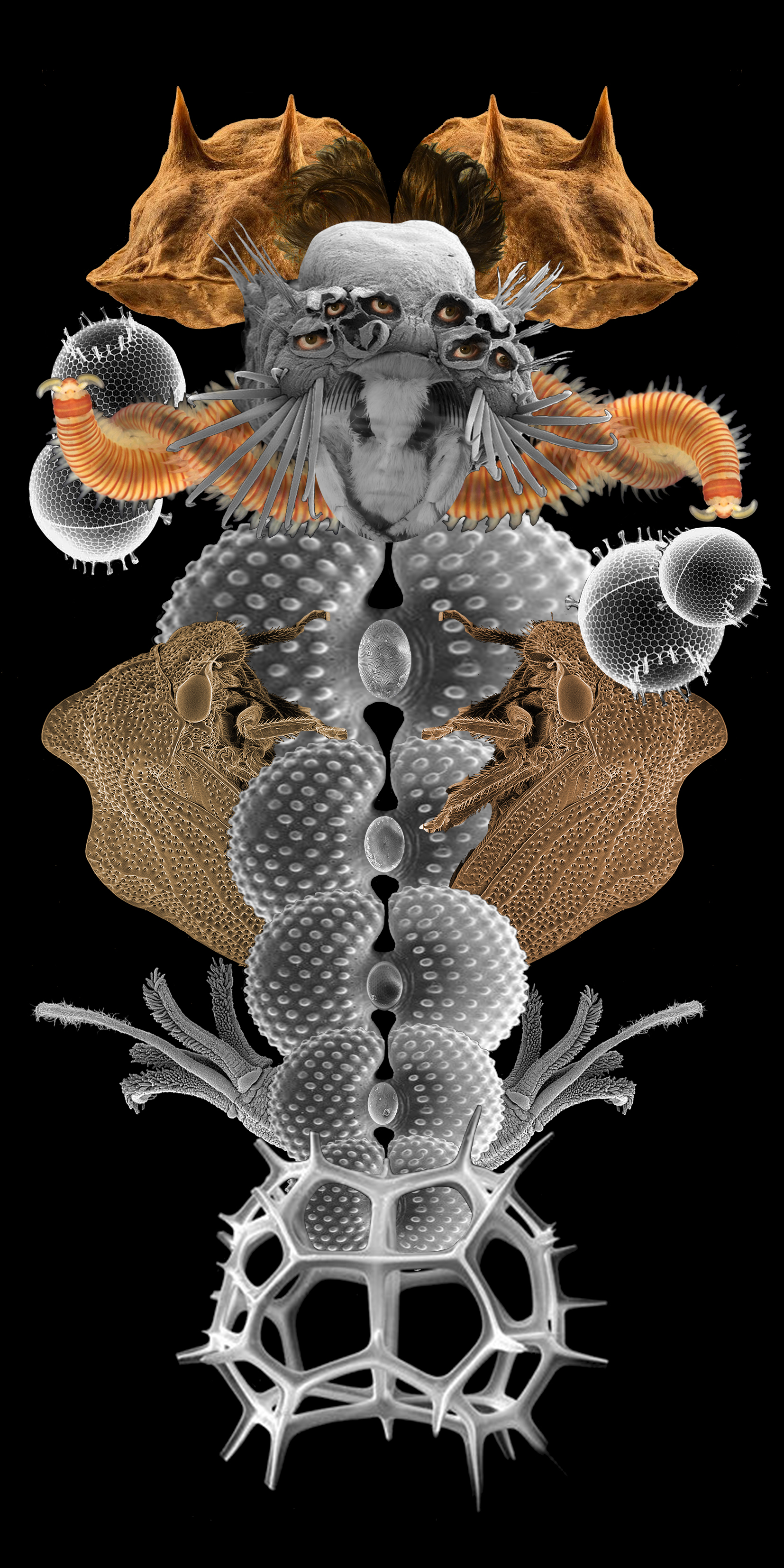 4 Orugas / Caterpillars, 2022
Collages digitales de imágenes de microscopio electrónico impresas en vinil y papelfotográficco, serie de 5. Digital collage  from electron microscope images. Vinyl and Photo prints, series of 5. 2 x 1, 2 x 2 m.